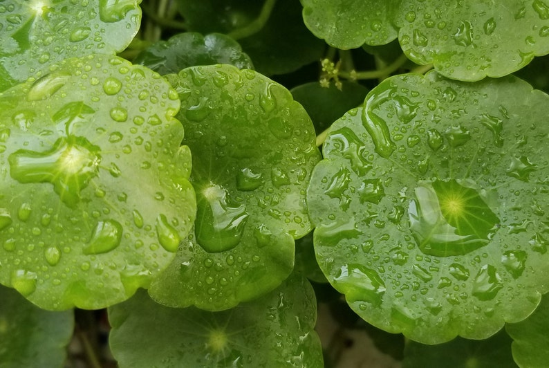 Hydrocotyle Verticillata, Rare Pearlingplants Freshwater Live Aquarium Plants EXTRA image 2