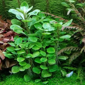 4 Kinds Bacopa C. Red, L. Cardinalis, Small Form, Rotala Macrandra Green, Hygrophila Difformis Pearlingplants Live Aquarium Plants image 3