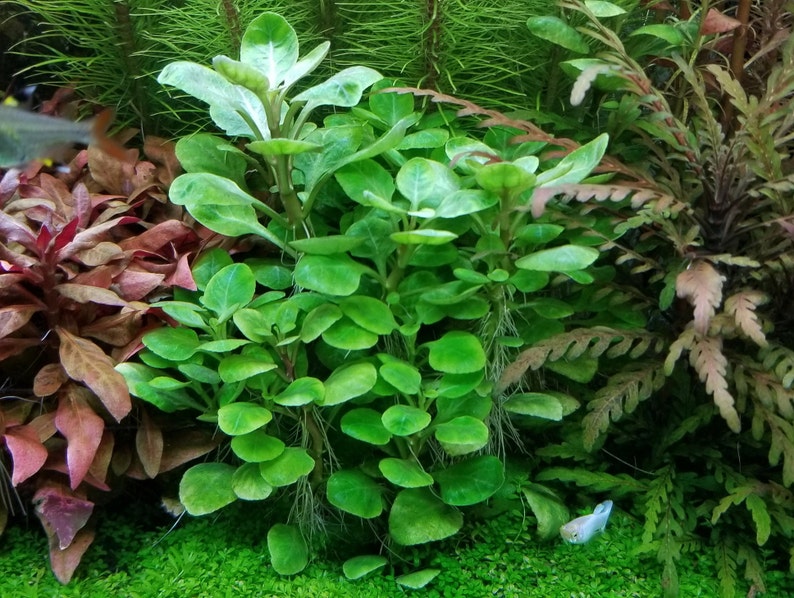 4 Kinds Bacopa C. Red, L. Cardinalis, Small Form, Rotala Macrandra Green, Hygrophila Difformis Pearlingplants Live Aquarium Plants image 3