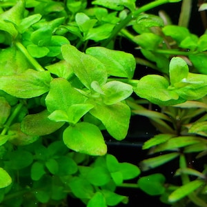 Bacopa Australis, Background, Midground Pearlingplants Freshwater Live Aquarium Plants EXTRA image 1