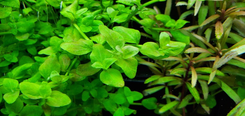 Bacopa Australis, Background, Midground Pearlingplants Freshwater Live Aquarium Plants EXTRA image 1