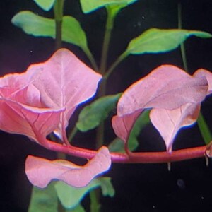 Ludwigia Ovalis Pink Rare, Background, Midground, Pearlingplants Freshwater Live Aquarium Plants EXTRA image 3