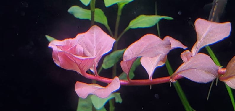 Ludwigia Ovalis Pink Rare, Background, Midground, Pearlingplants Freshwater Live Aquarium Plants EXTRA image 3