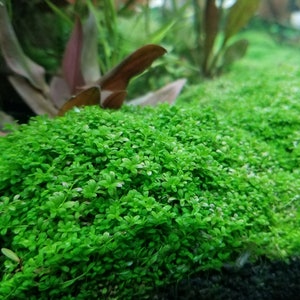 Hemianthus Callitrichoides, HC Baby Tears Dwarf, Foreground, Carpet, Pearlingplants Freshwater Live Aquarium Plants EXTRA image 9