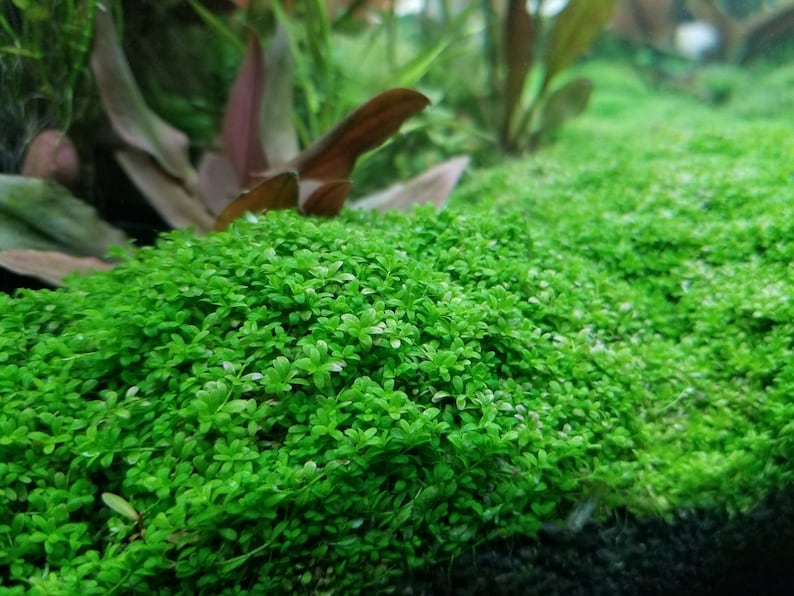 Hemianthus Callitrichoides, HC Baby Tears Dwarf, Foreground, Carpet, Pearlingplants Freshwater Live Aquarium Plants EXTRA image 9