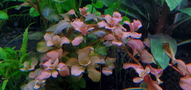 Ludwigia Ovalis Pink Rare, Background, Midground, Pearlingplants Freshwater Live Aquarium Plants EXTRA image 4
