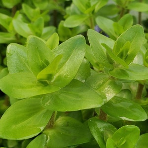 4 Kinds Bacopa C. Red, L. Cardinalis, Small Form, Rotala Macrandra Green, Hygrophila Difformis Pearlingplants Live Aquarium Plants image 2