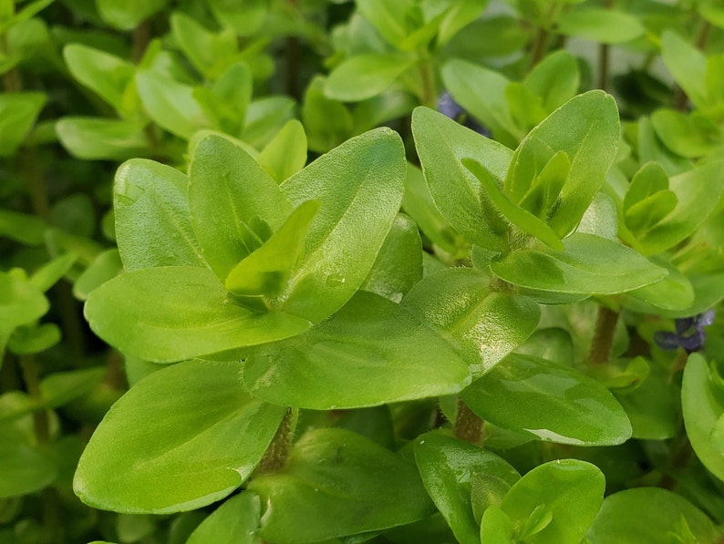 4 Kinds Bacopa C. Red, L. Cardinalis, Small Form, Rotala Macrandra Green, Hygrophila Difformis Pearlingplants Live Aquarium Plants image 2