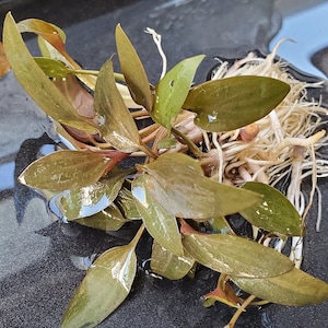 Cryptocoryne Beckettii Petchii Rosa con raíces raro, fondo, medio terreno, Pearlingplants Plantas de acuario vivas de agua dulce EXTRA imagen 2