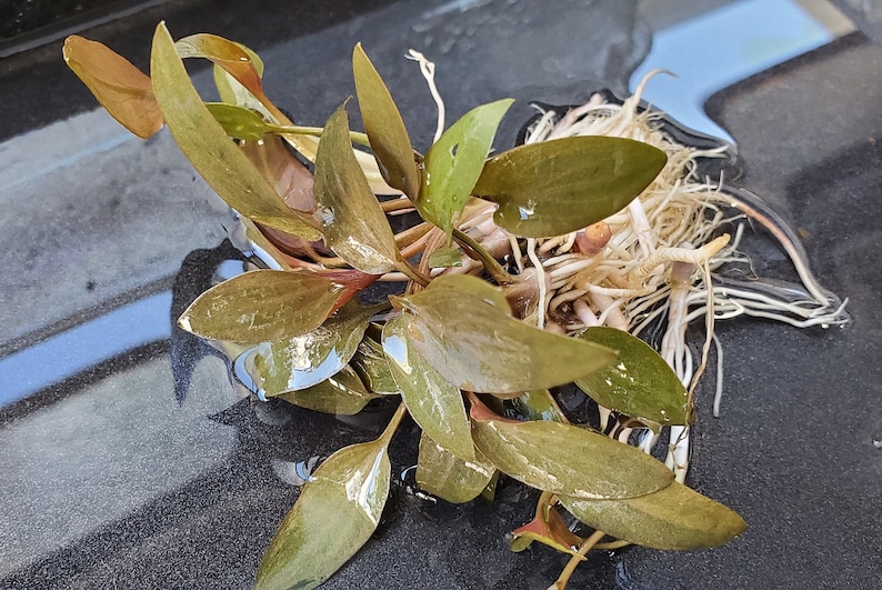 Cryptocoryne Beckettii Petchii Rosa con raíces raro, fondo, medio terreno, Pearlingplants Plantas de acuario vivas de agua dulce EXTRA imagen 2