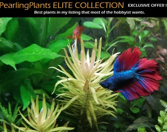 Pearling Plants ELITE COLLECTION, Foreground, Midground, Background, Bundle Package (Pearlingplants) Freshwater Live Aquarium Plants + EXTRA