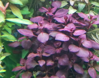 Ludwigia Sp Red, entièrement rouge avec racines, mi-sol, (plantes perlées) plantes d'aquarium d'eau douce vivantes + SUPPLÉMENT