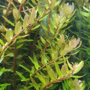 4 Kinds Bacopa C. Red, L. Cardinalis, Small Form, Rotala Macrandra Green, Hygrophila Difformis Pearlingplants Live Aquarium Plants image 5