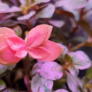 Ludwigia Ovalis, Background/Midground,  (Pearlingplants) Freshwater Live Aquarium Plants + EXTRA