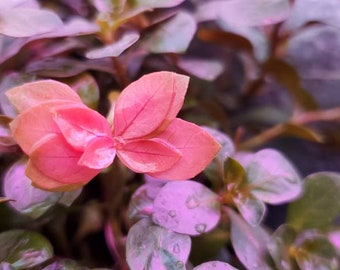 Ludwigia Ovalis, Fondo/Medio plano, (Pearlingplants) Plantas de acuario vivas de agua dulce + EXTRA