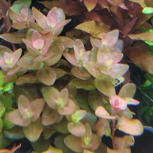 Bacopa Sp. Colorata, Midground, Background, Pearlingplants Freshwater Live Aquarium Plants EXTRA image 1