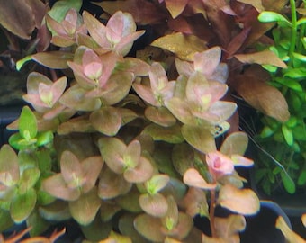 Bacopa Sp. Colorata, Midground, Background, (Pearlingplants) Freshwater Live Aquarium Plants + EXTRA