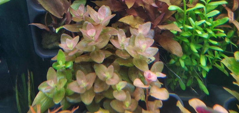 Bacopa Sp. Colorata, Midground, Background, Pearlingplants Freshwater Live Aquarium Plants EXTRA image 1