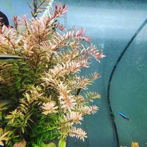 Rotala Caterpillar, Background,Midground (Pearlingplants) Freshwater Live Aquarium Plants + EXTRA