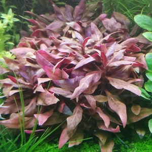 Alternanthera Reineckii Variegated, Rosanervig, Background, Midground, Pearlingplants Freshwater Live Aquarium Plants EXTRA image 1