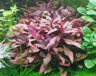 Alternanthera Reineckii Variegated, Rosanervig, Background, Midground,  (Pearlingplants) Freshwater Live Aquarium Plants + EXTRA