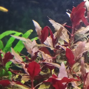 Alternanthera Reineckii, Telanthera Cardinalis, Hintergrund, Mittelgrund, Perlpflanzen lebende Süßwasseraquarienpflanzen EXTRA Bild 1