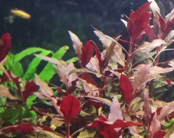 Alternanthera Reineckii, Telanthera Cardinalis, Background, Midground, (Pearlingplants) Freshwater Live Aquarium Plants + EXTRA