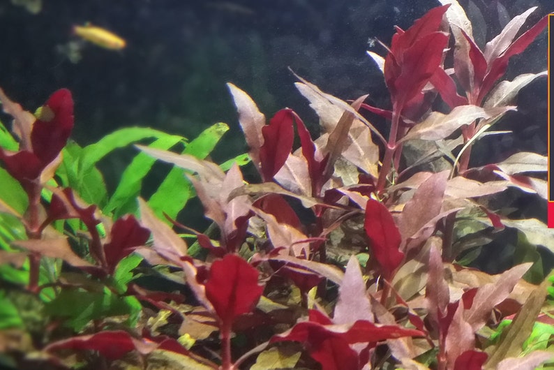 Alternanthera Reineckii, Telanthera Cardinalis, Hintergrund, Mittelgrund, Perlpflanzen lebende Süßwasseraquarienpflanzen EXTRA Bild 1