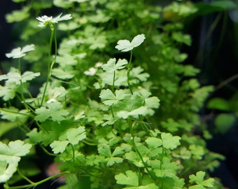 May include: A close-up of a cluster of green, clover-shaped leaves with delicate white flowers.