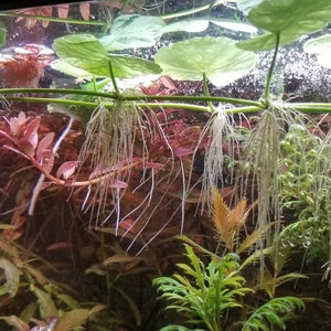 Hydrocotyle Leucocephala, Brazilian Pennywort, Floater, Background, Midground, Pearlingplants Freshwater Live Aquarium Plants EXTRA image 1