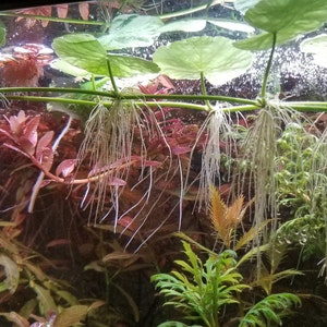 Brazilian Pennywort, Hydrocotyle Leucocephala, , Floater, Background, Midground, (Pearlingplants) Freshwater Live Aquarium Plants + EXTRA