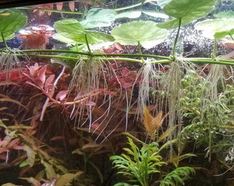 Hydrocotyle Leucocephala, Brazilian Pennywort, Floater, Background, Midground, (Pearlingplants) Freshwater Live Aquarium Plants + EXTRA