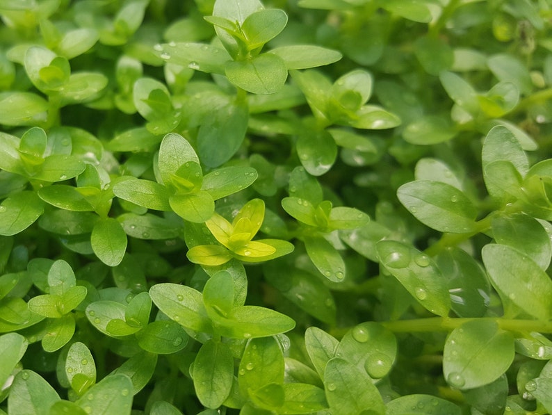 Rotala Sp Green, Freshwater Live Aquarium Plants, Background, Midground Pearlingplants Freshwater Live Aquarium Plants EXTRA image 5