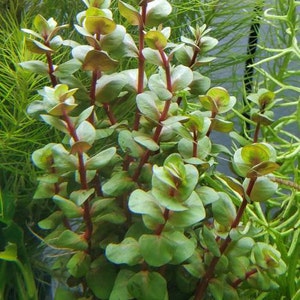 Rotala Macandra Green, Background, Pearlingplants Freshwater Live Aquarium Plants EXTRA image 2