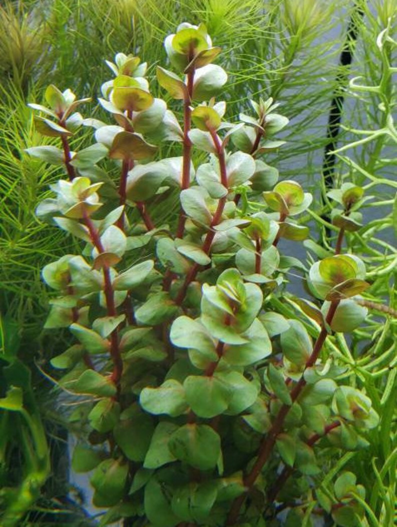 Rotala Macandra Green, Background, Pearlingplants Freshwater Live Aquarium Plants EXTRA image 2