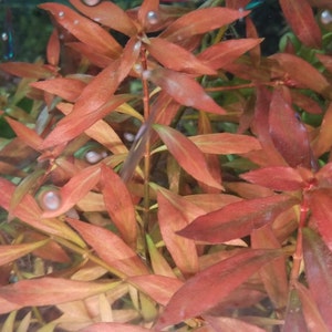 4 Kinds Rotala Variety 2, Ludwigia Repens x Arcuata, A. Reineckii Ocipus, Bacopa Sp. Colorata Pearlingplants Live Aquarium Plants image 3