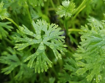 Ranunculus Inundatus, River Buttercup,  (Pearlingplants) Freshwater Live Aquarium Plants + EXTRA