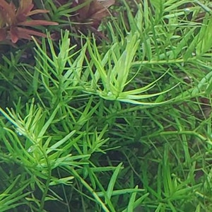 Rotala Sp Green, Freshwater Live Aquarium Plants, Background, Midground Pearlingplants Freshwater Live Aquarium Plants EXTRA image 4