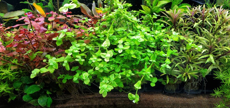 Bacopa Australis, Background, Midground Pearlingplants Freshwater Live Aquarium Plants EXTRA image 3