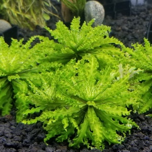 Pogostemon Helferi Downoi, No Algea, No Snail, Foreground, Midground, Freshwater Live Aquarium Plants +EXTRA