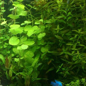 Hydrocotyle Leucocephala, Brazilian Pennywort, Floater, Background, Midground, Pearlingplants Freshwater Live Aquarium Plants EXTRA image 2