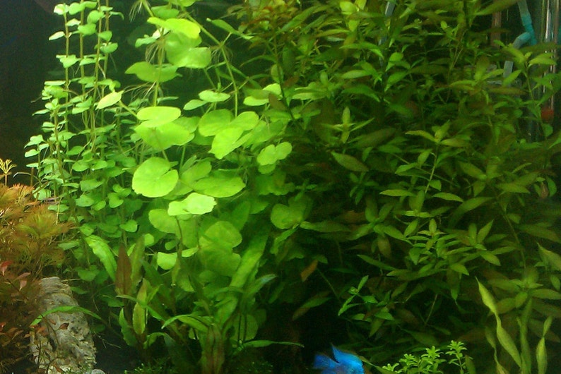 Hydrocotyle Leucocephala, Brazilian Pennywort, Floater, Background, Midground, Pearlingplants Freshwater Live Aquarium Plants EXTRA image 2