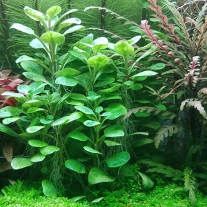 Lobelia Cardinalis, Small Form, Midground, Foreground Pearlingplants Freshwater Live Aquarium Plants EXTRA image 1