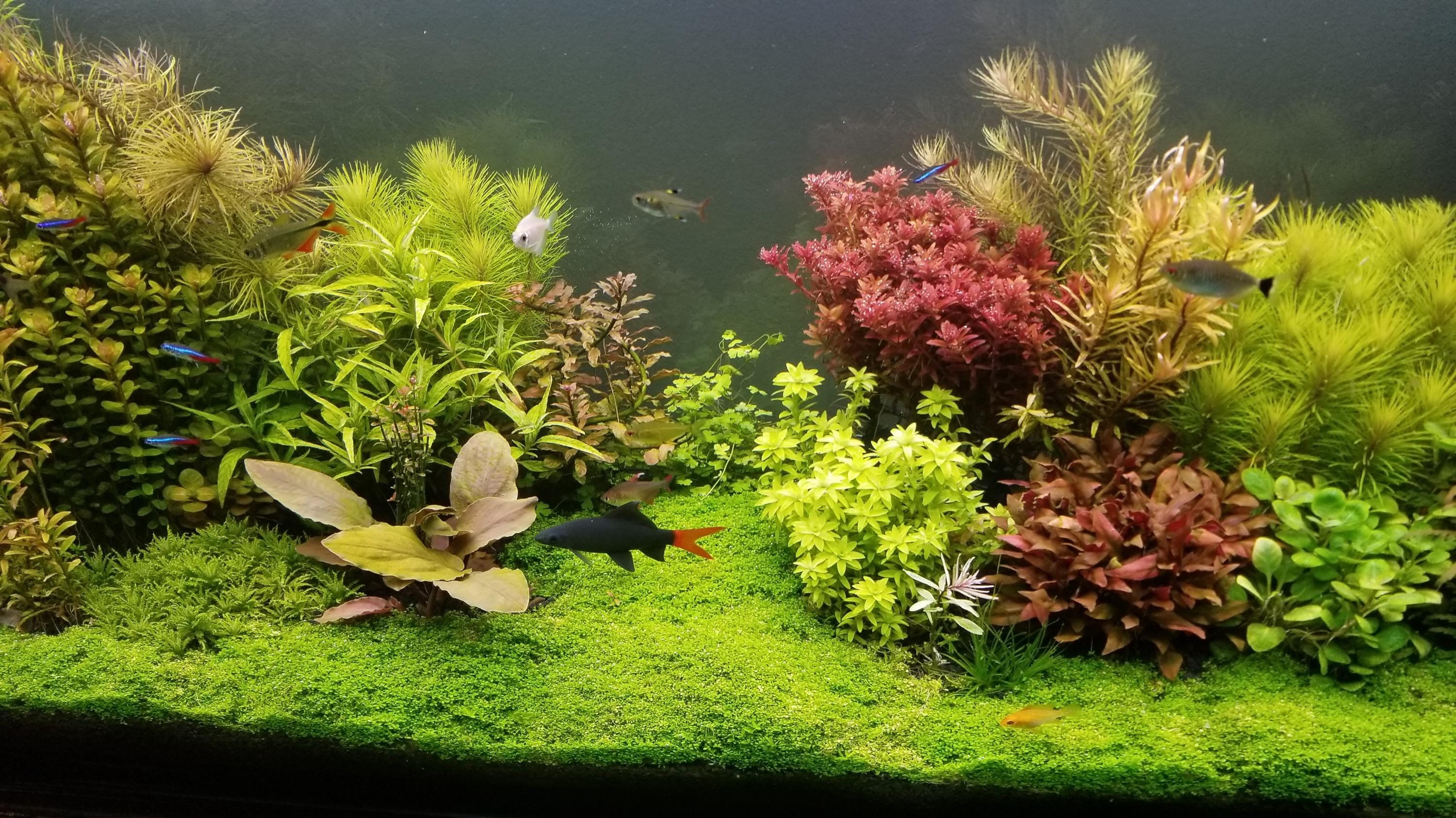 Care and maintenance for lasting growth