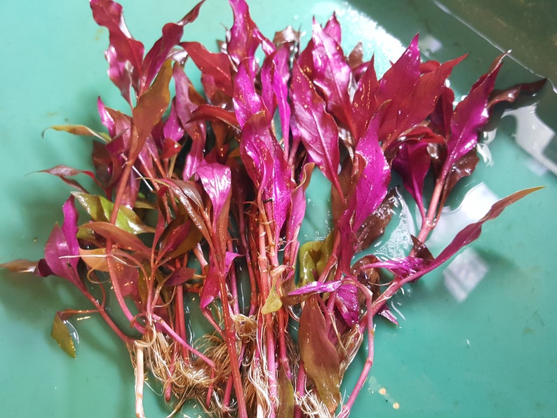 Alternanthera Reineckii, Telanthera Cardinalis, entièrement rouge et enracinée, milieu du sol, Pearlingplants Plantes d'aquarium vivantes d'eau douce EXTRA image 4
