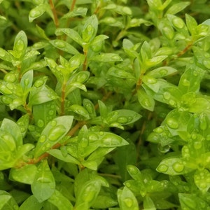 Ludwigia Arcuata, Red Needle Leaf, Background, Midground Pearlingplants Freshwater Live Aquarium Plants EXTRA image 7