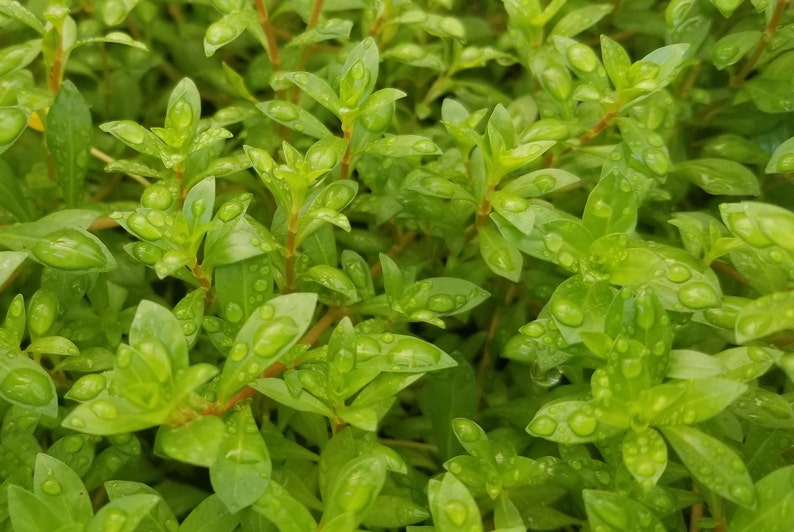 Ludwigia Arcuata, Red Needle Leaf, Background, Midground Pearlingplants Freshwater Live Aquarium Plants EXTRA image 7