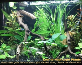 Beginners, Low to High Light Plant, 12 Kinds, Bundle, Package,  (Pearlingplants) Freshwater Live Aquarium Plants + EXTRA