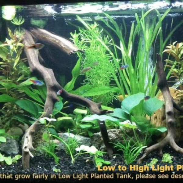 Beginners, Low to High Light Plant, 12 Kinds, Bundle, Package,  (Pearlingplants) Freshwater Live Aquarium Plants + EXTRA