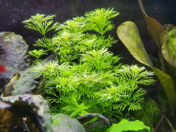 Midground aquarium plants sale